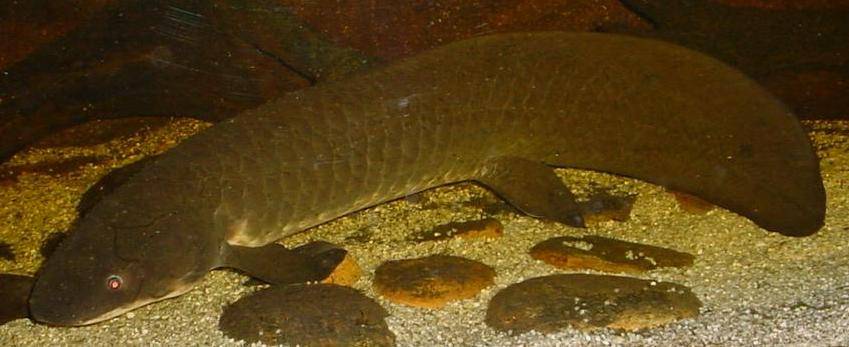 Lungfish (commons.wikimedia.org/Tannin)